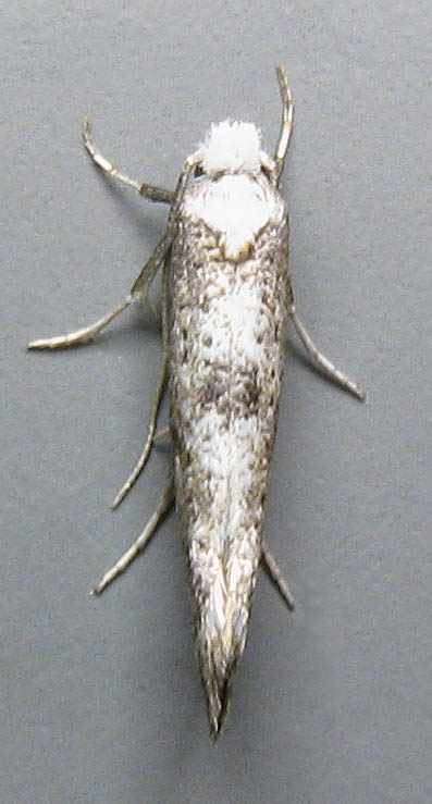 Male (Click to open)